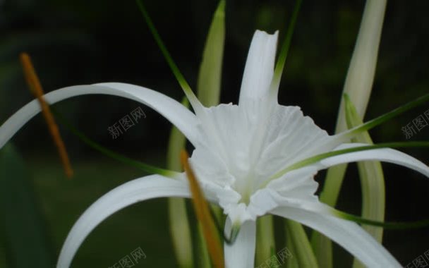 白色花朵小草背景