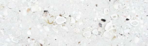 白色干净贝壳背景bannerjpg设计背景_新图网 https://ixintu.com banner 干净 白色 背景 贝壳