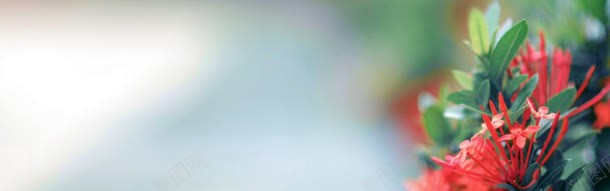 红花banner创意jpg设计背景_新图网 https://ixintu.com 城市 宣传 房子 植物 湖海 街道