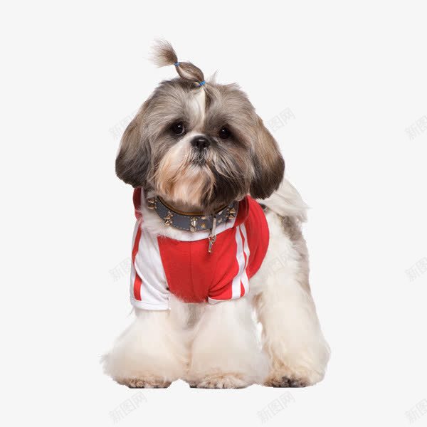 打扮的宠物犬png免抠素材_新图网 https://ixintu.com 宠物犬 小狗 小辫 穿衣的小狗