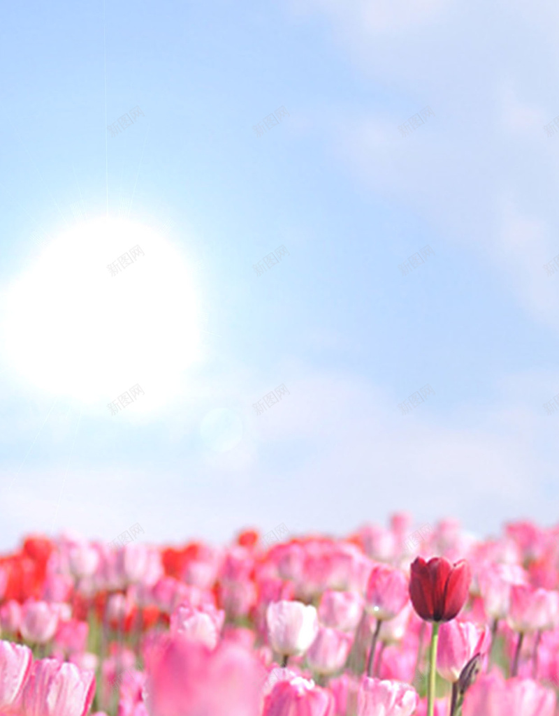 蜜月游郁金香花海psd分层H5psd_新图网 https://ixintu.com H5 psd 摄影 旅游 旅行 浪漫 白云 红色 花 花朵 花海 蓝天 蜜月 蜜月游 郁金香 鲜花