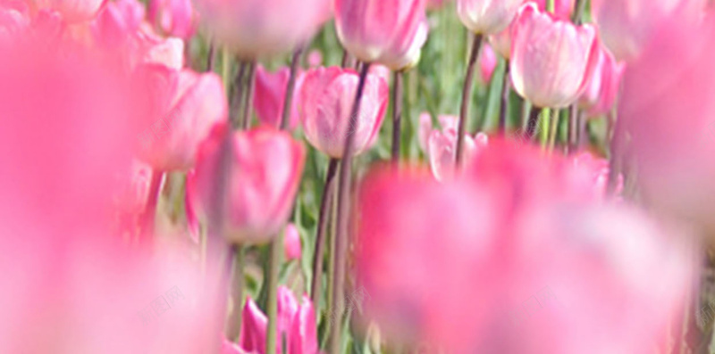 蜜月游郁金香花海psd分层H5psd_新图网 https://ixintu.com H5 psd 摄影 旅游 旅行 浪漫 白云 红色 花 花朵 花海 蓝天 蜜月 蜜月游 郁金香 鲜花