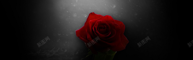 玫瑰花黑色背景jpg_新图网 https://ixintu.com 意境 摄影 海报banner 玫瑰花 背景 风景 黑色