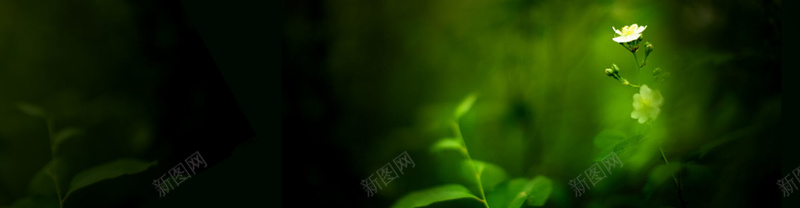 绿色花朵背景bannerpsd设计背景_新图网 https://ixintu.com banner 免费下载海报banner 小清新 文艺 海报banner 简约 绿色 花朵背景