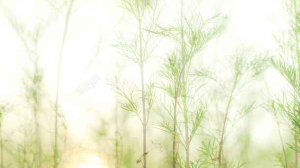 小草服饰电商海报jpg设计背景_新图网 https://ixintu.com 服饰 海报