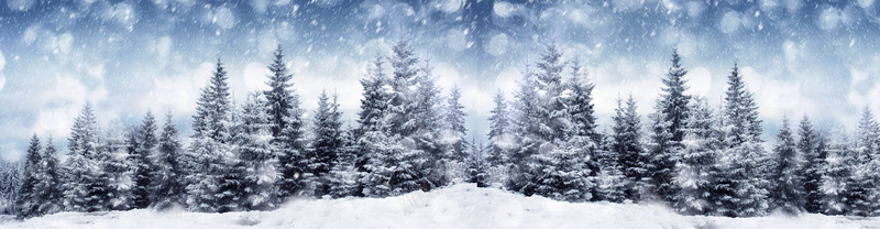 冬日雪松背景jpg设计背景_新图网 https://ixintu.com 冬日 天空 松树 海报banner 背景 雪花