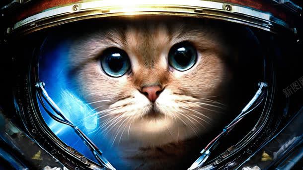 金属头盔中的可爱猫咪jpg设计背景_新图网 https://ixintu.com 可爱 头盔 金属