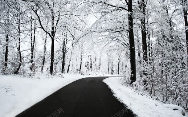 白色雪后树林街道jpg设计背景_新图网 https://ixintu.com 树林 白色 街道 雪后