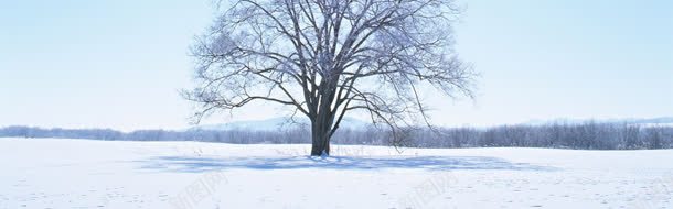 树林雪地jpg设计背景_新图网 https://ixintu.com 树 雪景