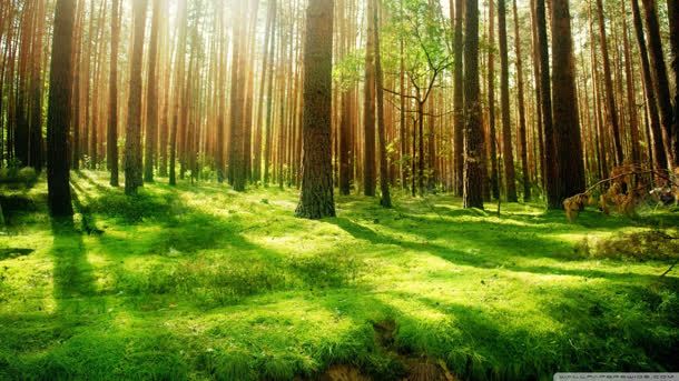 阳光唯美草地树木jpg设计背景_新图网 https://ixintu.com 树木 草地 阳光