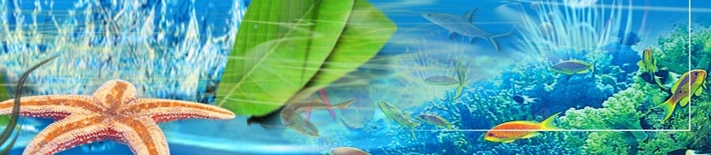 夏天海底世界背景psd设计背景_新图网 https://ixintu.com 唯美夏天海底世界 水族馆 海报 海星 海洋 海洋生物 海豚 深海鱼 热带鱼 贝壳 鲸鱼
