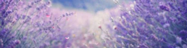 紫色花草背景背景