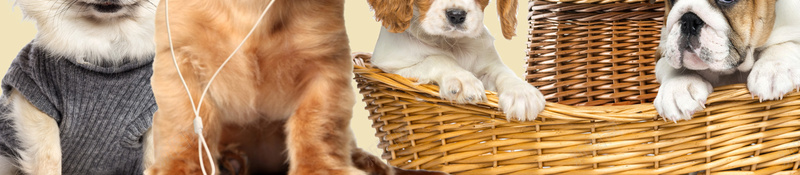 宠物猫狗宠物医院俱乐部海报背景psd设计背景_新图网 https://ixintu.com 宠物之家 宠物会所 宠物俱乐部 宠物海报 宠物猫狗 宠物美容 宠物诊所 广告设计 海报背景 温暖