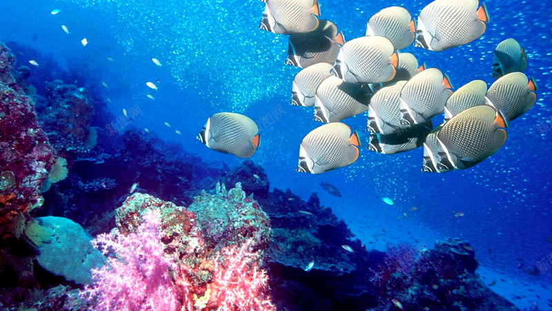 海洋海底水产海鱼jpg设计背景_新图网 https://ixintu.com 水产 海底 海鱼 高清海洋