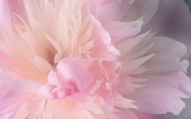 唯美淡雅美好花朵jpg设计背景_新图网 https://ixintu.com 淡雅 美好 花朵