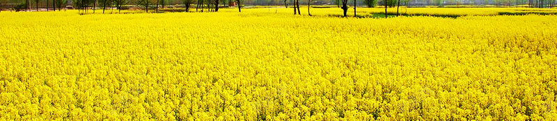 油菜花花海psd设计背景_新图网 https://ixintu.com PSD 平面 广告 手绘 文艺 模板 水彩 油菜花 油菜花花海背景图片免费下载油菜花 浪漫 海报 燕子 素材 背景 花朵 花海 蜜蜂
