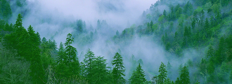森林树林清新背景bannerjpg设计背景_新图网 https://ixintu.com banner 其他 树林 森林 海报banner 清新 背景