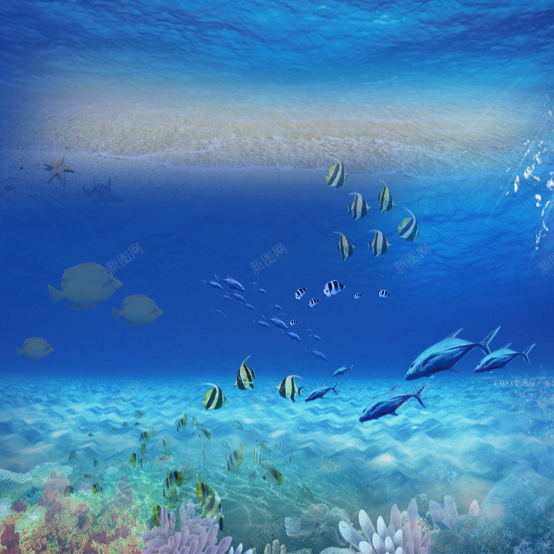 海底摄影首图psd_新图网 https://ixintu.com 主图 摄影 海地 风景 鱼群
