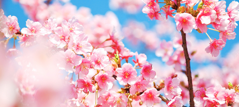 春天浪漫杏花唯美背景bannerpsd设计背景_新图网 https://ixintu.com banner 唯美 女装 春天 杏花 梦幻 浪漫 海报banner 淘宝 背景