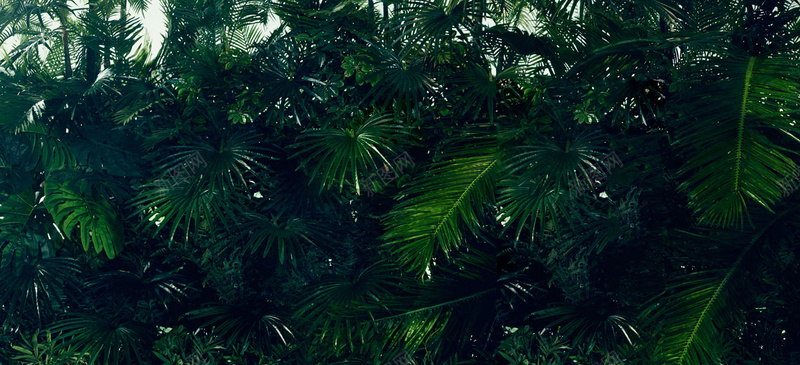淘宝背景图热带植物jpg_新图网 https://ixintu.com 摄影 植物 海报banner 绿色 背景图 风景