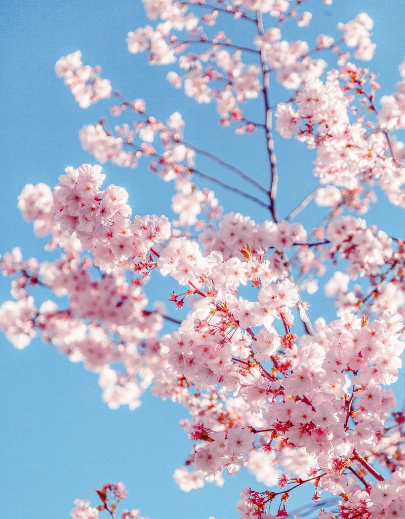 春季粉色桃花jpg设计背景_新图网 https://ixintu.com 春色 朦胧 桃花 粉色