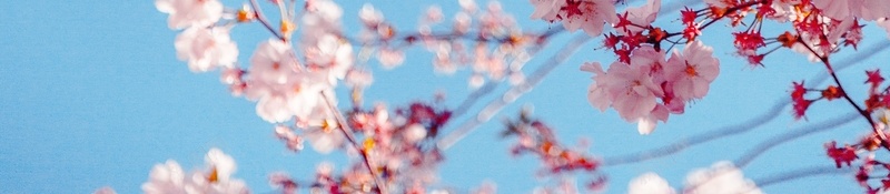 春季粉色桃花jpg设计背景_新图网 https://ixintu.com 春色 朦胧 桃花 粉色
