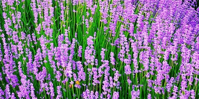 紫色薰衣草H5背景jpg设计背景_新图网 https://ixintu.com H5 h5 唯美 梦幻 浪漫 紫色 花 花季