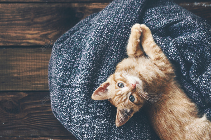 在粗布上玩耍的小猫咪jpg背景图_新图网 https://ixintu.