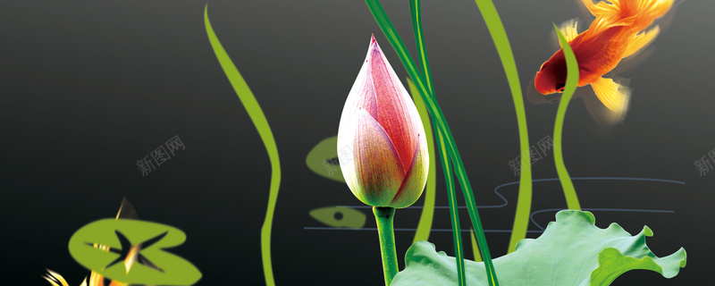 荷花鱼淘宝网站背景图psd设计背景_新图网 https://ixintu.com 海报banner 淘宝网站背景图 纹理 荷花鱼 质感