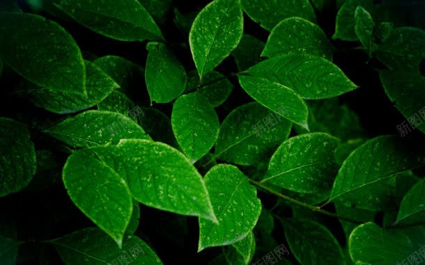 绿色植物绿叶jpg设计背景_新图网 https://ixintu.com 素材 绿叶 绿色植物