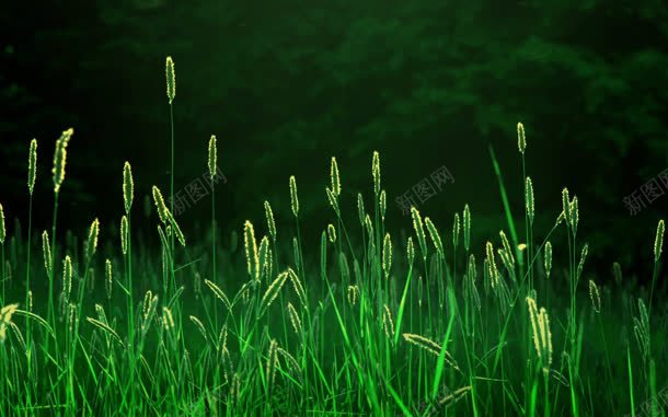狗尾巴草绿色自然植物jpg设计背景_新图网 https://ixintu.com 植物 狗尾巴草 狗尾草 绿色 自然