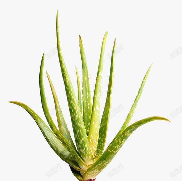 绿色简约多肉植物装饰图案png免抠素材_新图网 https://ixintu.com 免抠PNG 多肉植物 简约 绿色 装饰图案