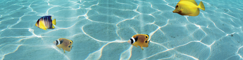 海底世界水族馆宣传海报背景psd设计背景_新图网 https://ixintu.com 广告设计 开心 水族馆 水族馆产品 水族馆宣传单 水族馆展览 海底世界 海底水族馆 海报背景 热带鱼