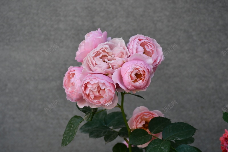 摄影写真玫瑰花jpg_新图网 https://ixintu.com 摄影 玫瑰 花 蔷薇