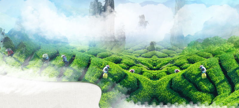 春茶上新电商海报背景psd设计背景_新图网 https://ixintu.com 品茶 春季 春茶 春茶上新 淘宝 清新 茶叶 茶叶海报 茶园 茶山