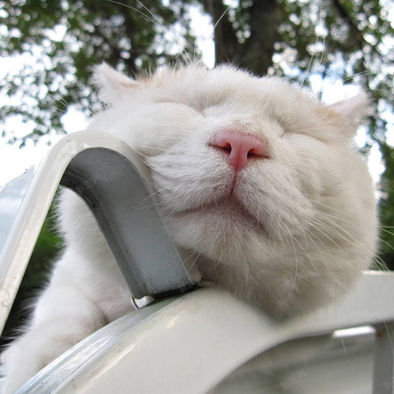 贪睡的猫psd_新图网 https://ixintu.com 主图 摄影 猫白色可爱 风景