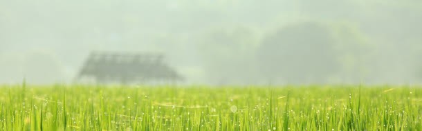 挂满露水的草地jpg设计背景_新图网 https://ixintu.com 草地 露水