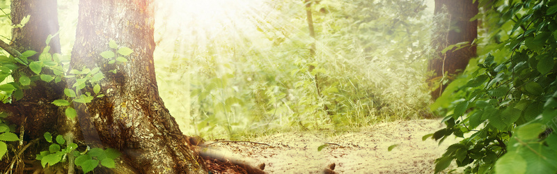 绿树背景bannerpsd_新图网 https://ixintu.com 摄影 海报banner 风景