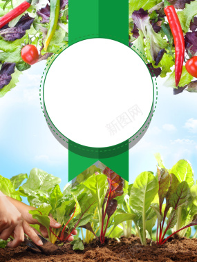 有机蔬菜新鲜配送广告海报背景背景