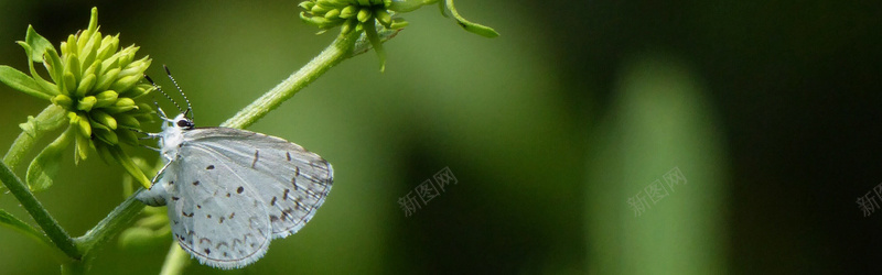 摄影植物上的白蝴蝶背景jpg_新图网 https://ixintu.com 摄影 昆虫 植物 海报banner 白蝴蝶 背景 风景