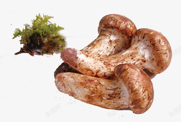 野生菌菇png免抠素材_新图网 https://ixintu.com 中国 菌菇 野生 食品