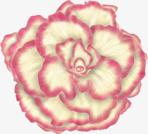 白里透红花朵png免抠素材_新图网 https://ixintu.com 白里 花朵 透红