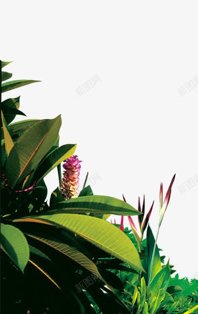 草本植物绿色叶子花朵片png免抠素材_新图网 https://ixintu.com 叶子 图片 绿色 花朵 草本植物