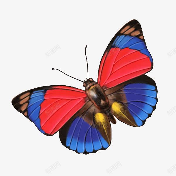 红蓝蝴蝶透明png免抠素材_新图网 https://ixintu.com PNG透明图片 免抠 素材 红蓝蝴蝶