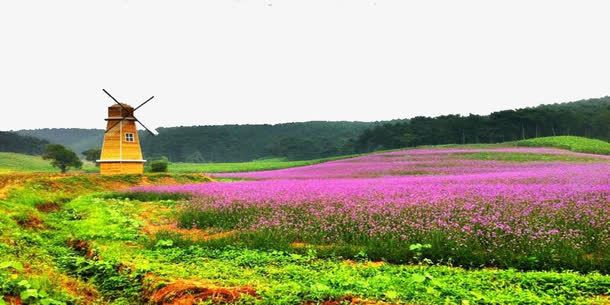 薰衣草庄园png免抠素材_新图网 https://ixintu.com 东方普罗旺斯薰衣草庄园 旅游景区 著名景点 薰衣草庄园