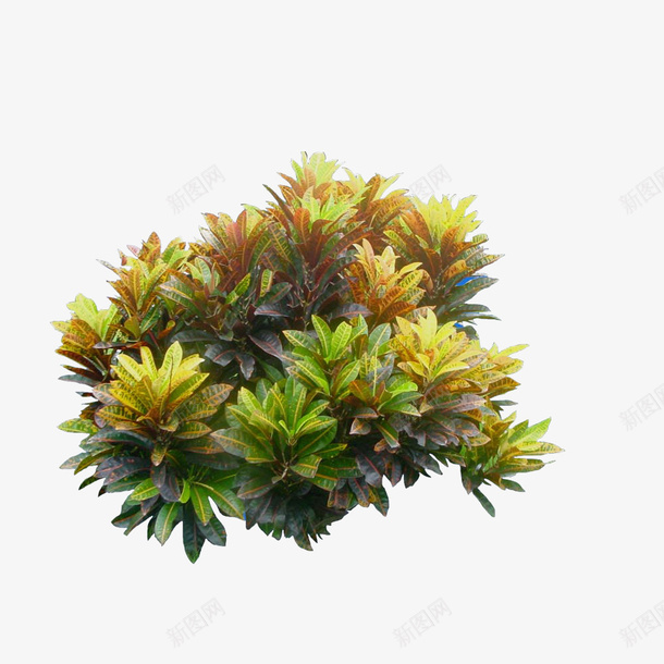 植物景观丛生png免抠素材_新图网 https://ixintu.com 免费 景观 植物 行道树 长青树
