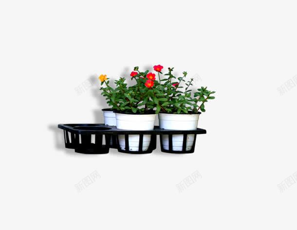 田园风盘景png免抠素材_新图网 https://ixintu.com 白色 红色花朵 鲜花盘景 黄色花朵