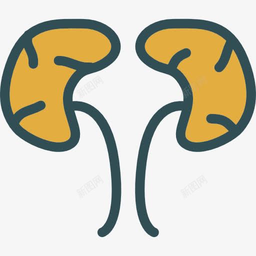 肾图标png_新图网 https://ixintu.com 医学 医疗保健和医疗 器官 泌尿科 泌尿系统 肾脏 解剖