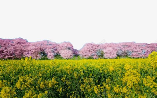 一地的花儿png免抠素材_新图网 https://ixintu.com 产品实物 紫色 花 花海 黄色