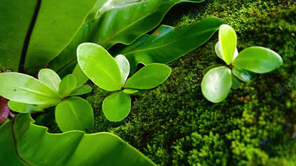 绿色植物清新宽屏jpg设计背景_新图网 https://ixintu.com 清新 绿色植物
